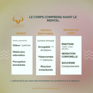 schéma connexion odorat émotions